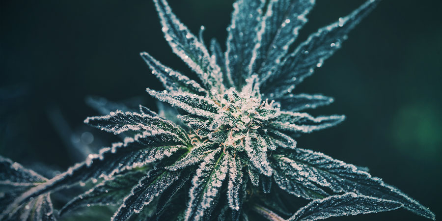 Cannabis for koldt cannabis too cold