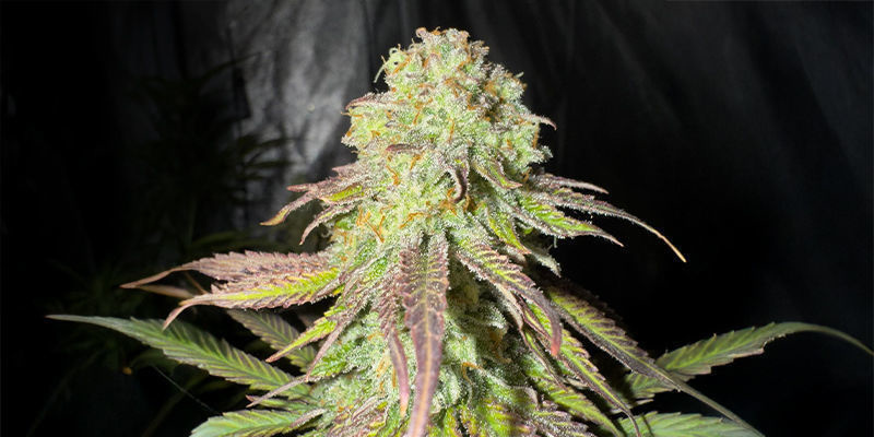 Bruce Banner 3 (Original Sensible Seeds) Bruce Banner 3 (Original Sensible Seeds)