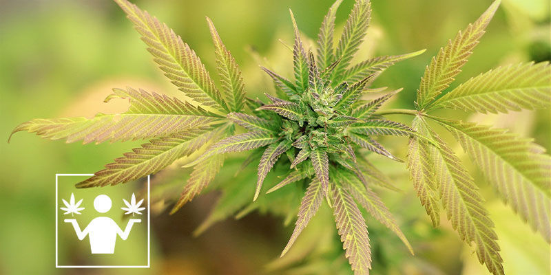 Forskellen p&aring; skunk og cannabis
