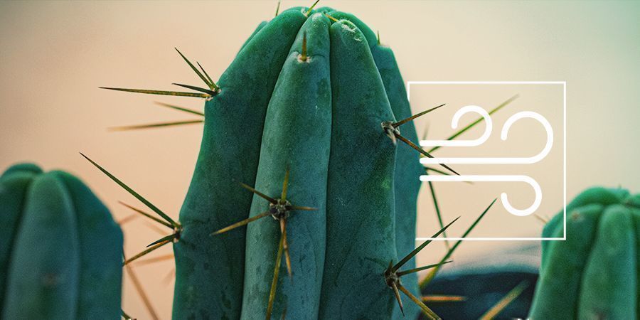 Bolivian Torch: Den psykoaktive kaktus fra de fire vinde