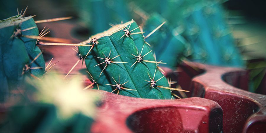 Sådan bestiller du Boliviansk Torch (Echinopsis lageniformis) Sådan bestiller du Boliviansk Torch (Echinopsis lageniformis)