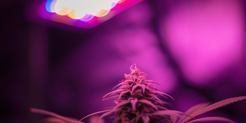 Dyrkning af cannabis med LED grolys Dyrkning af cannabis med LED grolys
