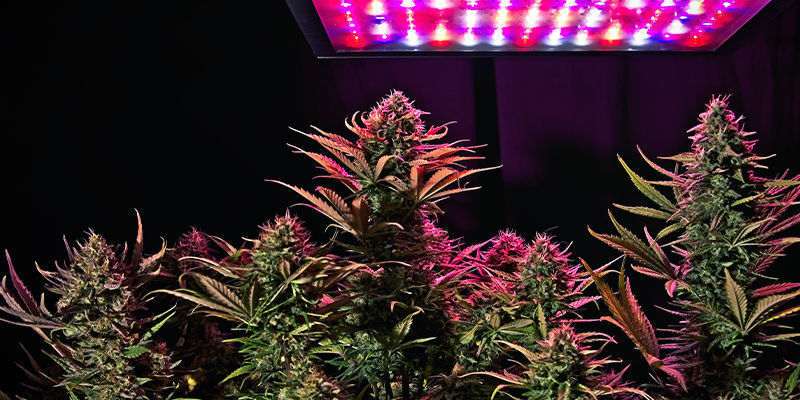Standard lilla LED Standard lilla LED