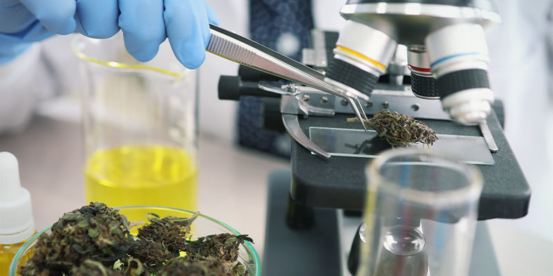 Fremtiden for cannabis og fordøjelsessystemet Fremtiden for cannabis og fordøjelsessystemet