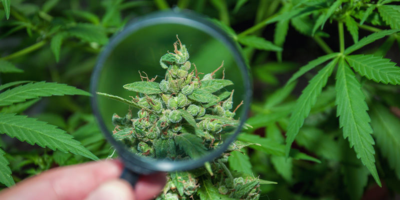 Er Haze en god cannabissort? Er Haze en god cannabissort?