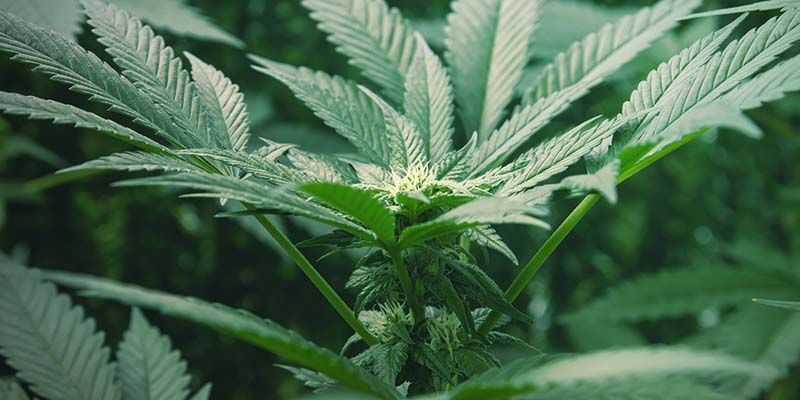 Lad os ikke glemme Autoflowering cannabis Let'S Not Forget Autoflowering Cannabis