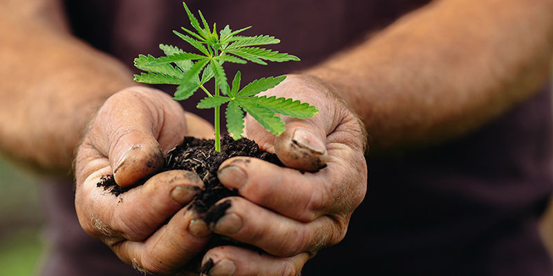 Cannabis’ fremtid i Europa (og resten af verden) Cannabis’ fremtid i Europa (og resten af verden)
