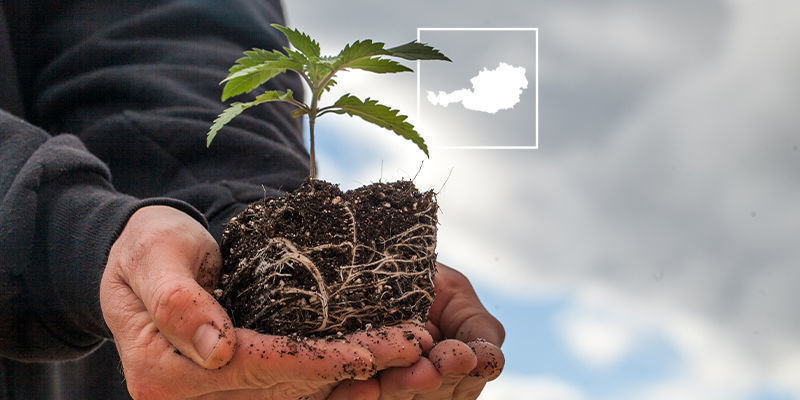 Cannabis’ status i Østrig Cannabis’ status i Østrig