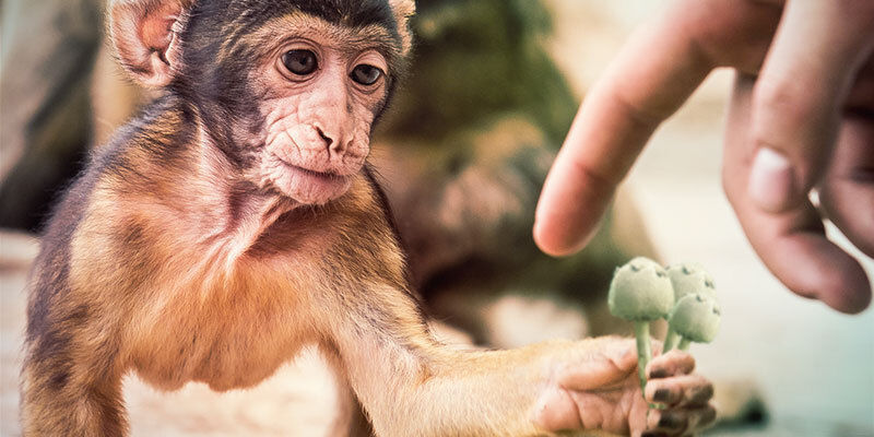 Stoned ape-teorien kan måske forklare vores evolution Stoned ape-teorien kan måske forklare vores evolution
