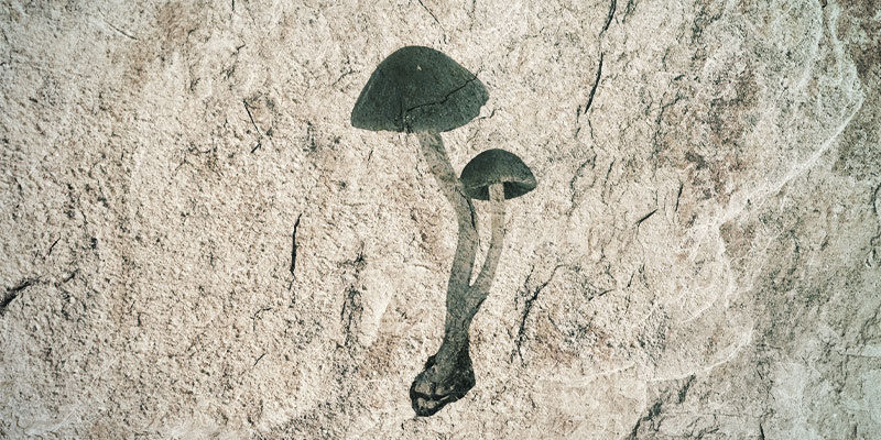 Hvad har magiske svampe med Stoned Ape-teorien at gøre? What Do Magic Mushrooms Have To Do With the Stoned Ape Theory?