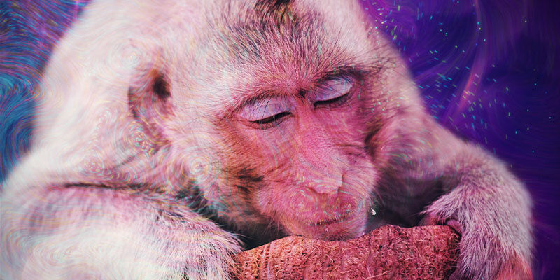 Hvad er stoned ape-teorien? Hvad er stoned ape-teorien?