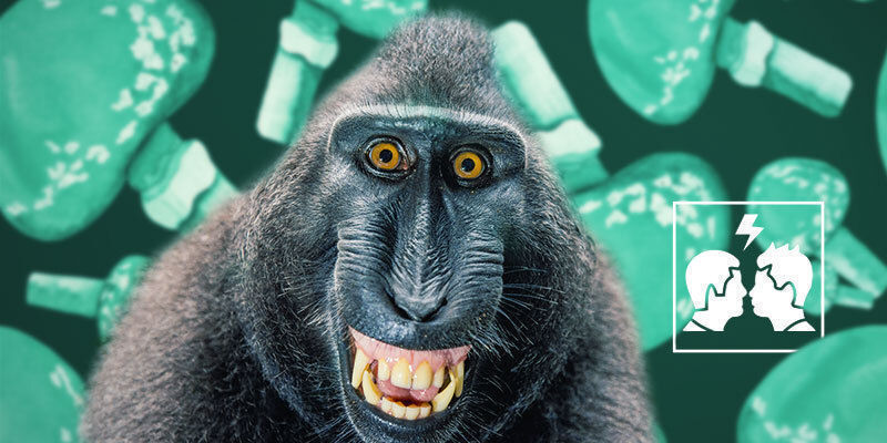 Hvorfor er den stenede abe-teori kontroversiel? Why Is the Stoned Ape Theory Controversial?