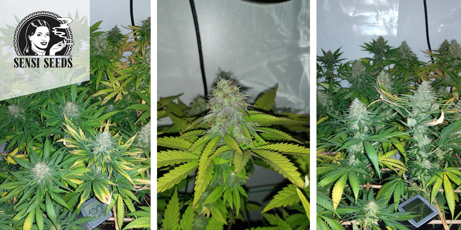 Early Skunk (Sensi Seeds) feminized