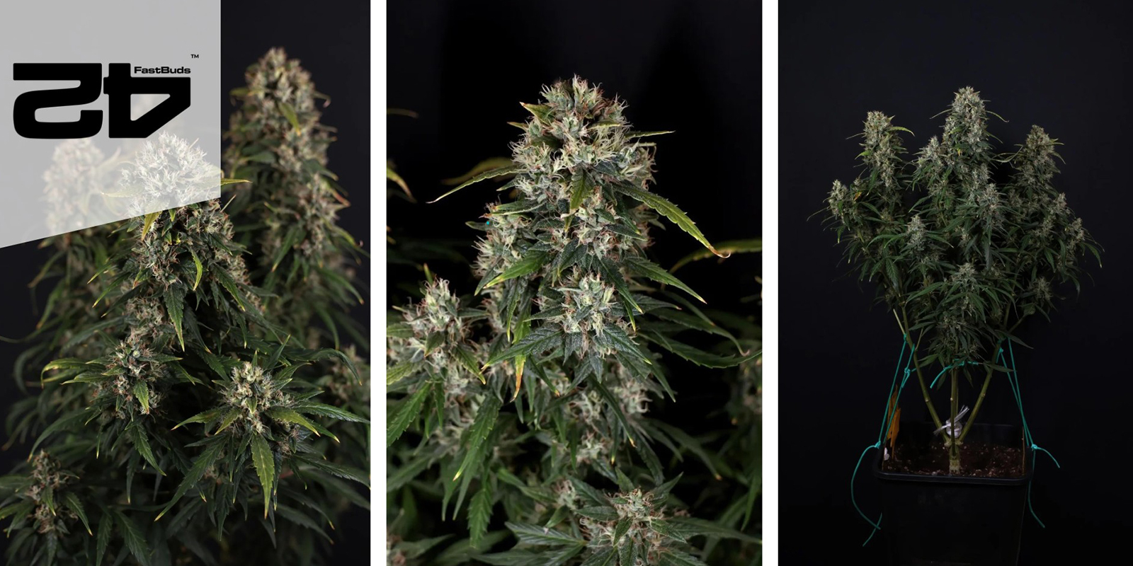 Gorilla Cookies Auto (FastBuds) feminized