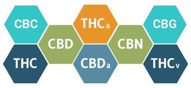 Hvordan vil CBD påvirke din krop? HVORDAN VIL CBD PÅVIRKE DIN KROP?