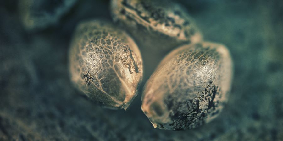 SATIVA, INDICA, HYBRID: HVORDAN VIL DU HAVE, AT DIN CANNABIS FÅR DIG TIL AT FØLE?