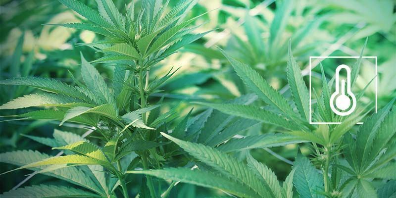 Varme- og fugtstress Popcorn Buds: Heat And Humidity Stress