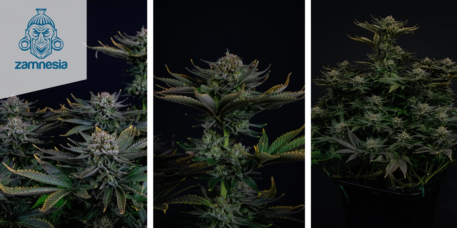Runtz (Zamnesia Seeds) Runtz (Zamnesia Seeds)