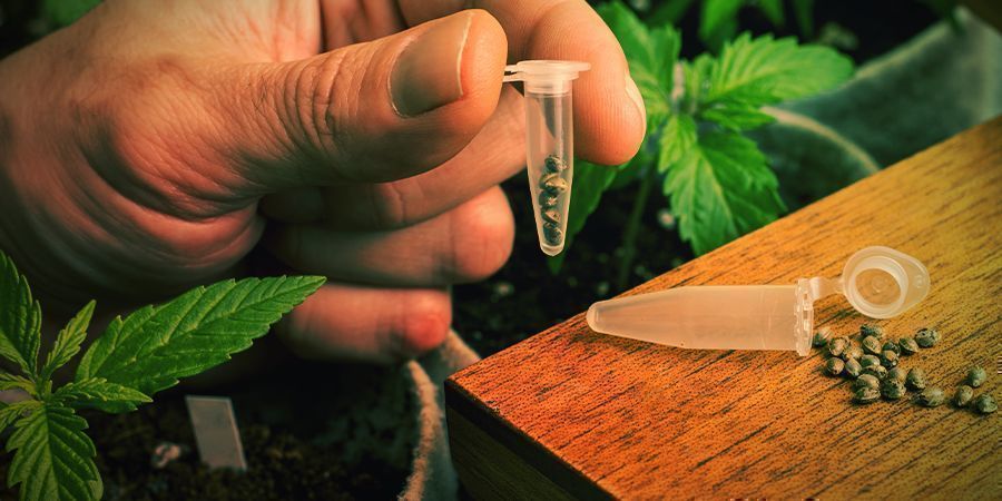 Sådan dyrker du Blue Widow SÅDAN DYRKER DU BLUE WIDOW
