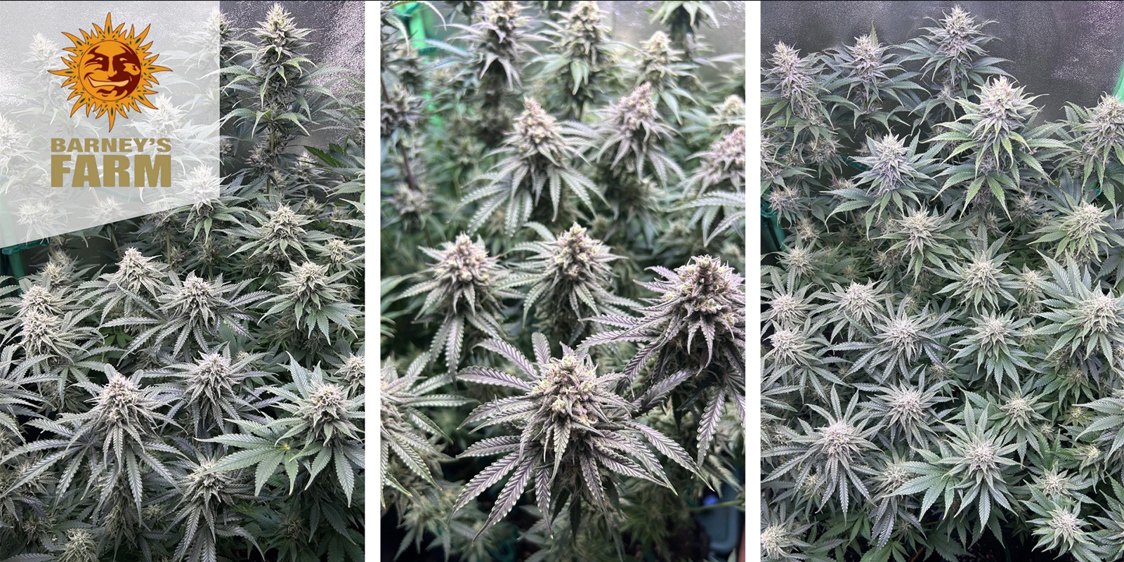 Critical Kush (Barney's Farm) feminized Critical Kush (Barney's Farm) feminized