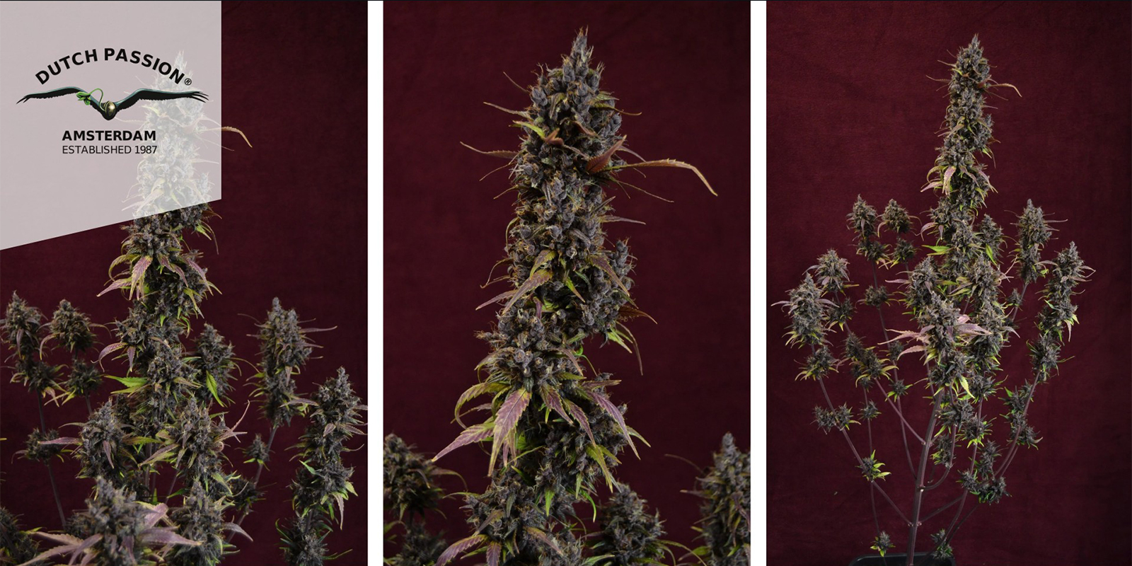 Auto Blackberry Kush (Dutch Passion) feminized Auto Blackberry Kush (Dutch Passion) feminized