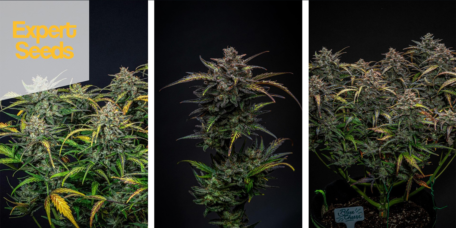 Blueberry Glue Auto (Expert Seeds) Feminized Blueberry Glue Auto (Expert Seeds) Feminized