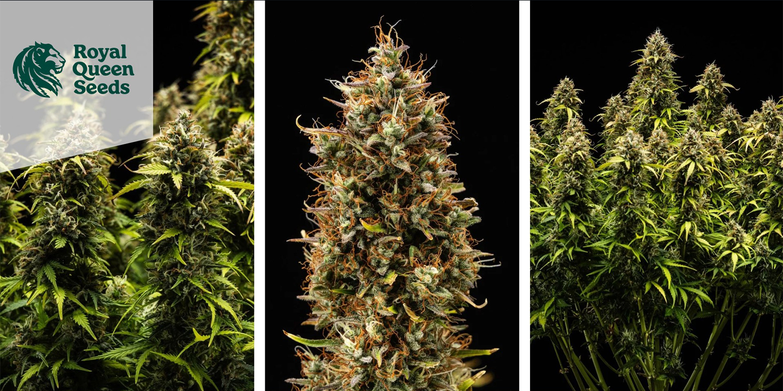 Quick One Autoflower (Royal Queen Seeds) feminized Quick One Autoflower (Royal Queen Seeds) feminized
