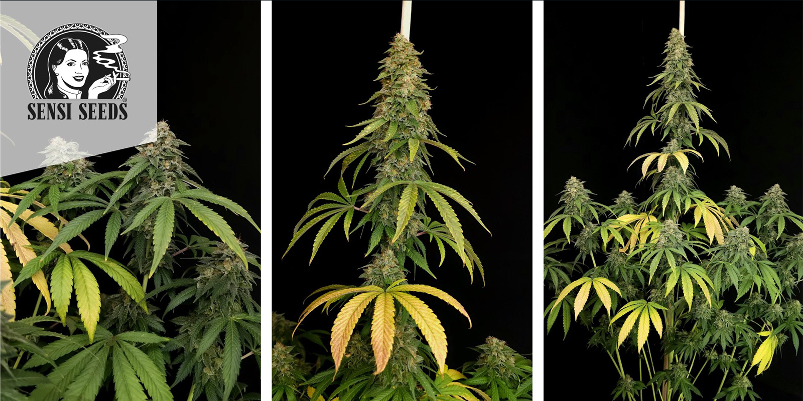 Shiva Skunk (Sensi Seeds) feminized Shiva Skunk (Sensi Seeds) feminized