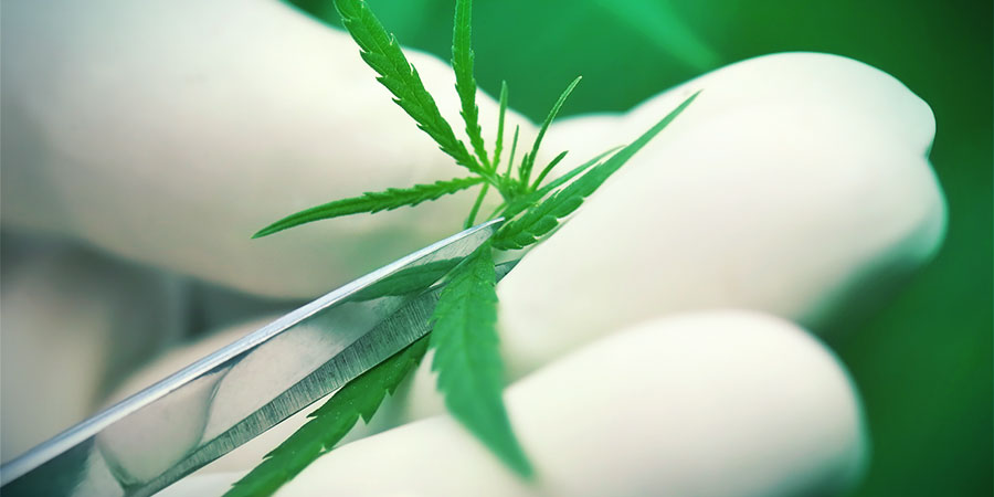 Forskel på Haze og Kush Forskel på Haze og Kush