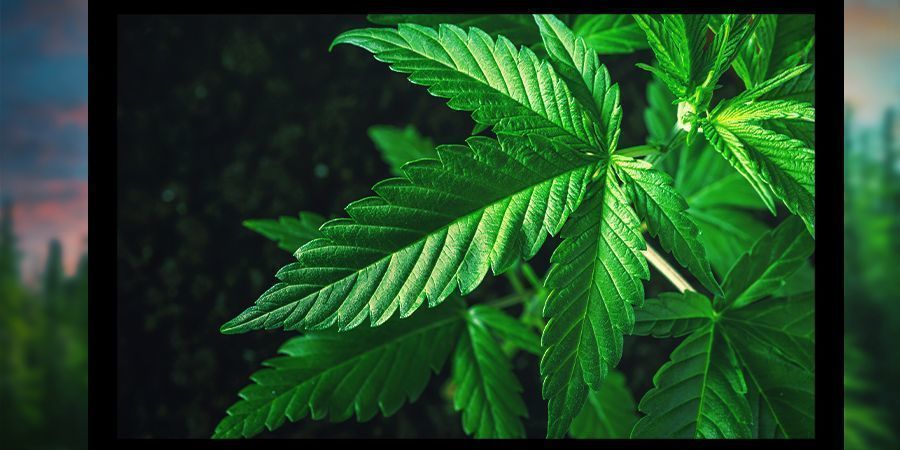 Kultursider Kultursider for stoners