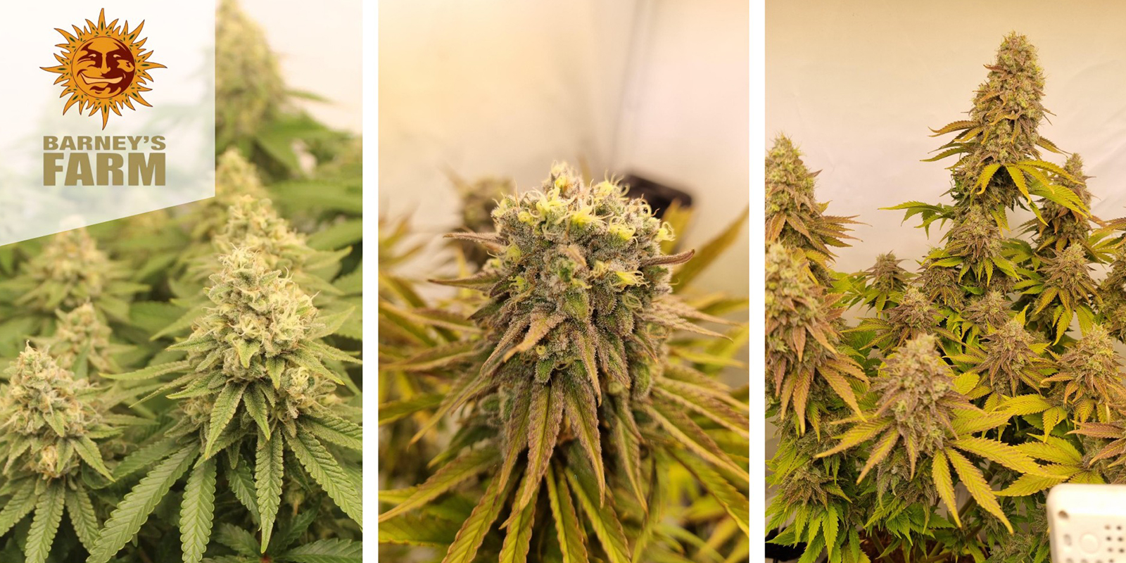 Biscotti (Barney's Farm) feminized Biscotti (Barney’s Farm) feminized