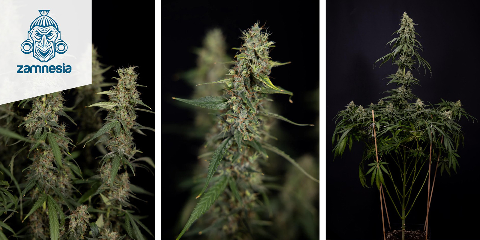 Tropicana Cookies (Zamnesia Seeds) feminized Tropicana Cookies (Zamnesia Seeds) feminized