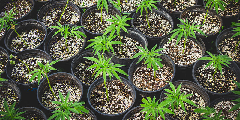Kloning Kloning af regulære og feminiserede cannabisfrø