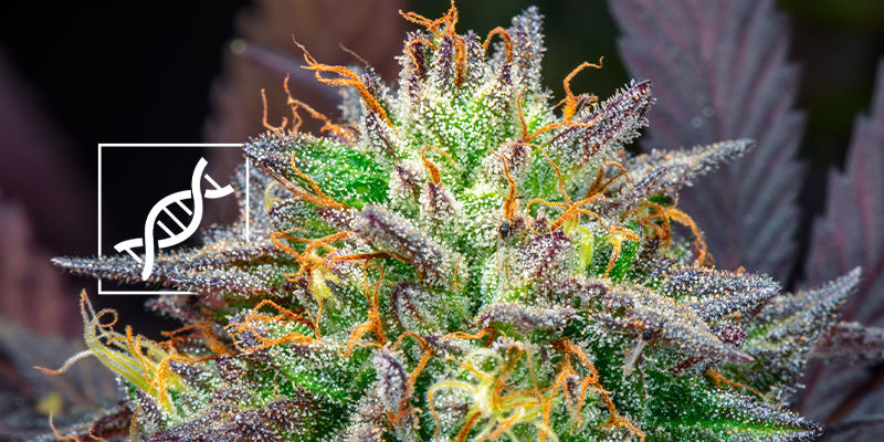 Genetisk stabilitet Regulære og feminiserede cannabisfrø: genetisk stabilitet