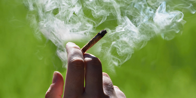 Kan man ryge han-cannabisplanter? Can you smoke male cannabis plants?