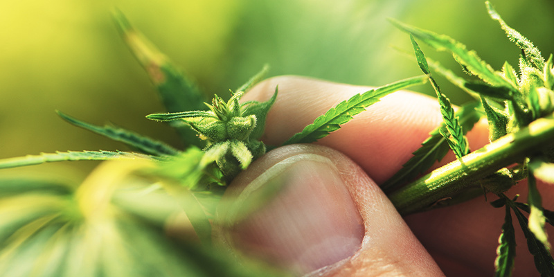 Sådan identificerer du en hanplante af cannabis Sådan identificerer du en hanplante af cannabis
