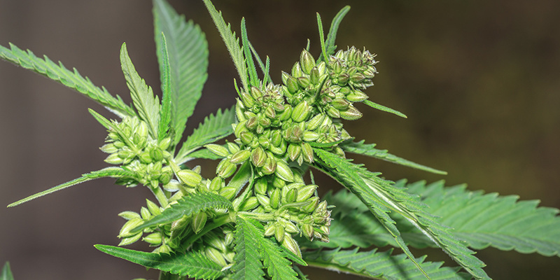 Fordele ved hanplanter af marihuana: ofte stillede spørgsmål Fordele ved hanplanter af marihuana: ofte stillede spørgsmål