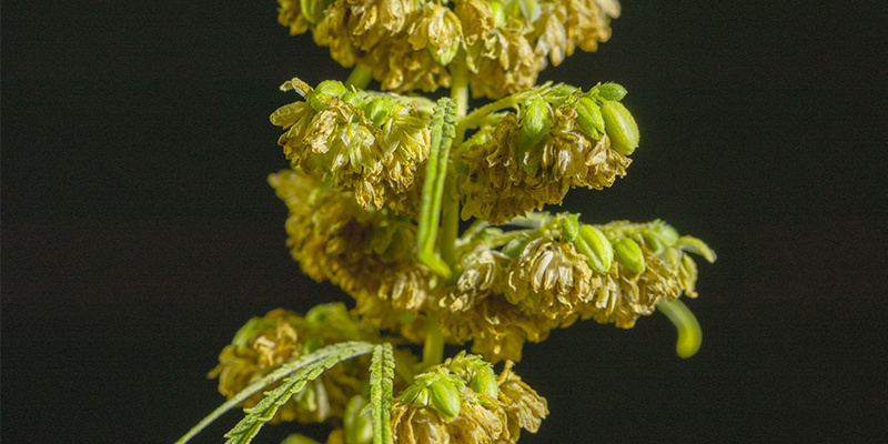 Hanplanter af cannabis kan stadig bruges til meget Hanplanter af cannabis kan stadig bruges til meget