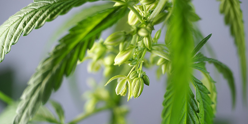 Praktiske anvendelser af han-cannabisplanter Praktiske anvendelser af han-cannabisplanter