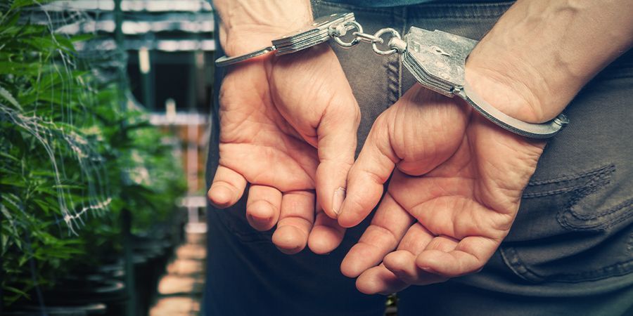Uruguays største bedrift: Ingen flere anholdelser for besiddelse og hjemmedyrkning Ingen flere anholdelser for besiddelse og hjemmedyrkning af cannabis i Uruguay