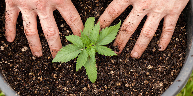 Dyrk enestående autoflower cannabisfrø i dag! Dyrk enestående autoflower cannabisfrø i dag!