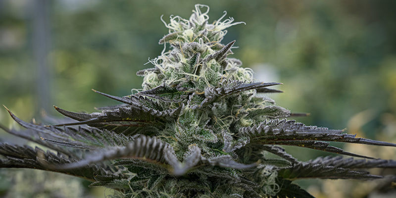 Power Plant Automatic — Zamnesia Seeds Power Plant Automatic — Zamnesia Seeds