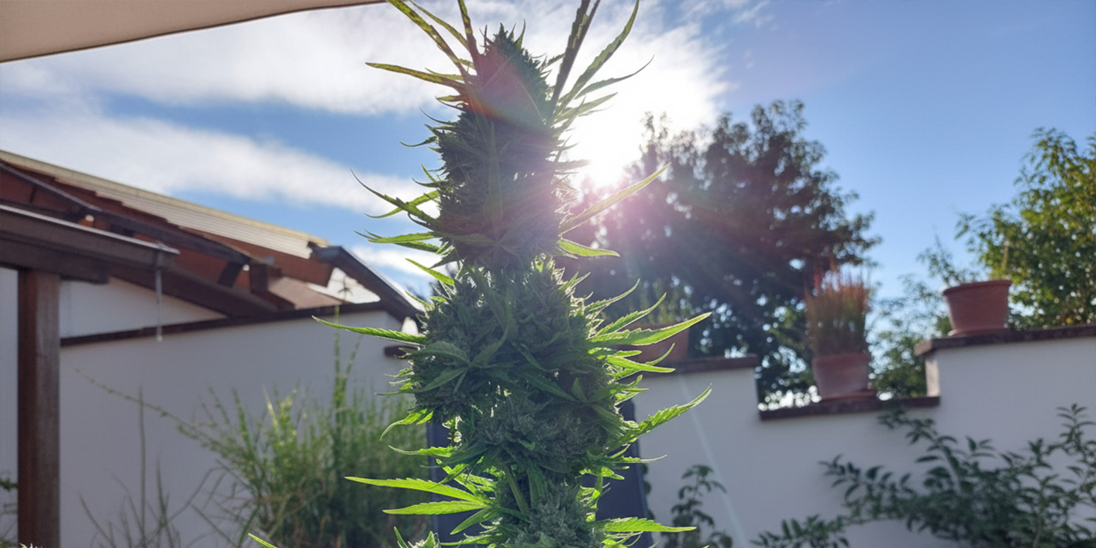 Dyrkning af cannabis udendørs i Spanien Dyrkning af cannabis udendørs i Spanien