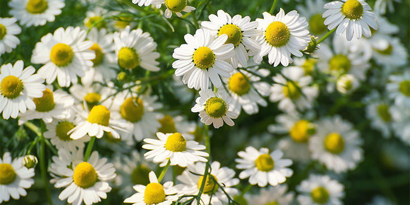 Kamille (Matricaria recutita)