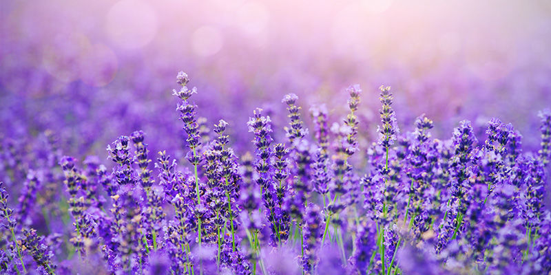 Lavendel og mynte Lavender Mint Cannabis Mix