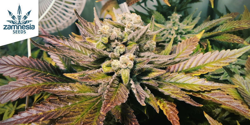 Bubblegum (Zamnesia Seeds) Bubblegum (Zamnesia Seeds)