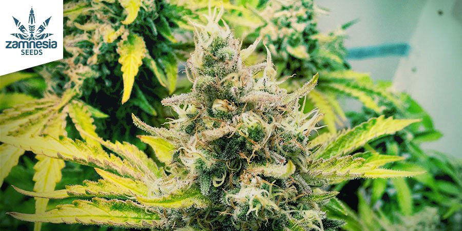 At vælge de bedste cannabissorter til at lave charas Choosing The Best Cannabis Strains For Making Charas