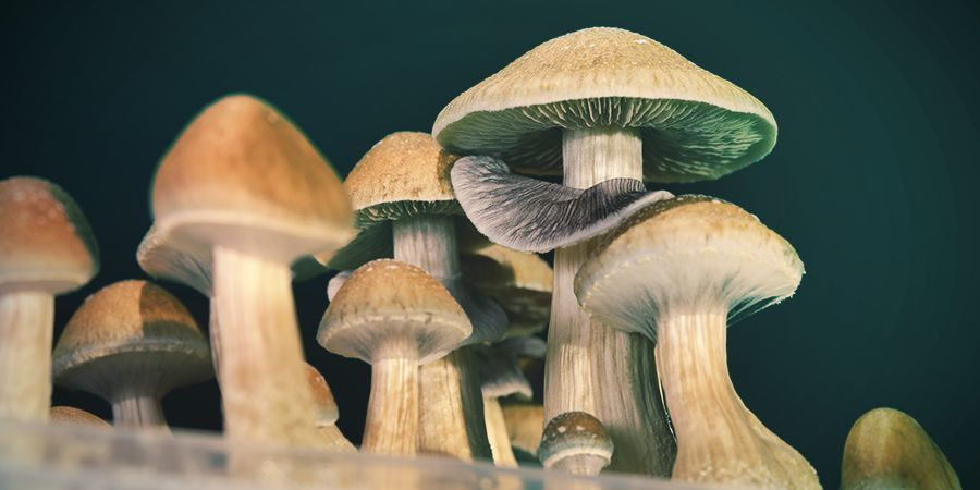 Hvor sikkert er psilocybin? How Safe Is Psilocybin?