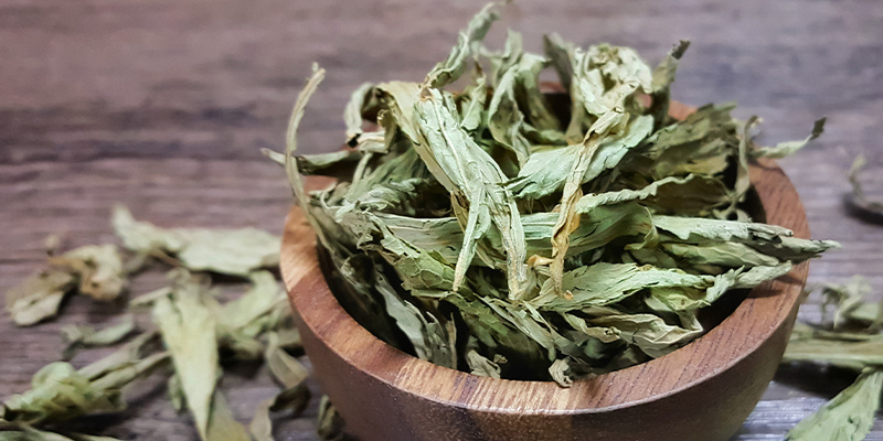 Mexican dream herb (Calea zacatechichi) Mexican dream herb (Calea zacatechichi)