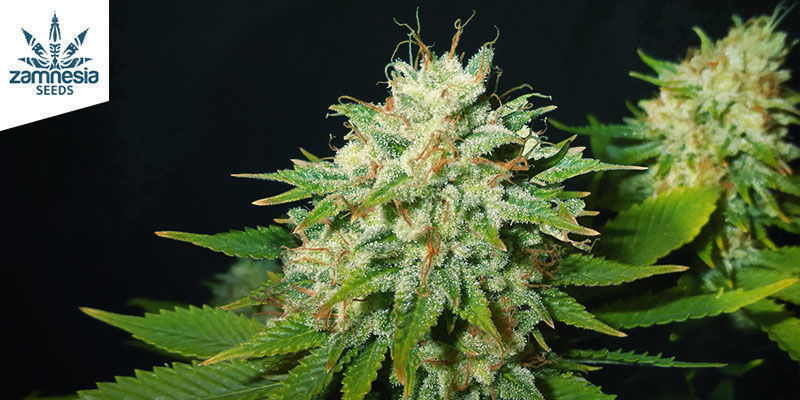 Choco Haze (Zamnesia Seeds) Feminized Choco Haze (Zamnesia Seeds) Feminized